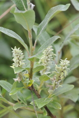 Salix lapponum
