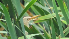 Ixobrychus involucris