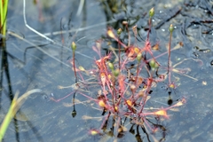 Drosera anglica