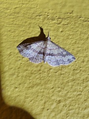 Lepidoptera
