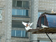 Columba livia domestica