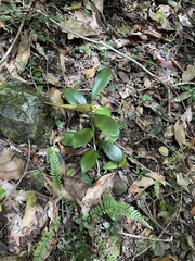 Hoya