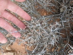 Coleogyne ramosissima