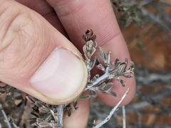 Coleogyne ramosissima