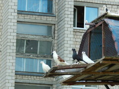 Columba livia domestica