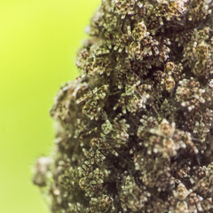 Hamadruas hieroglyphica