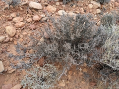 Coleogyne ramosissima