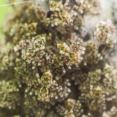 Hamadruas hieroglyphica