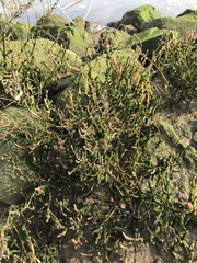 Salicornia