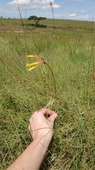 Cyrtanthus stenanthus