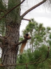 Sciurus niger shermani