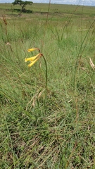 Cyrtanthus stenanthus