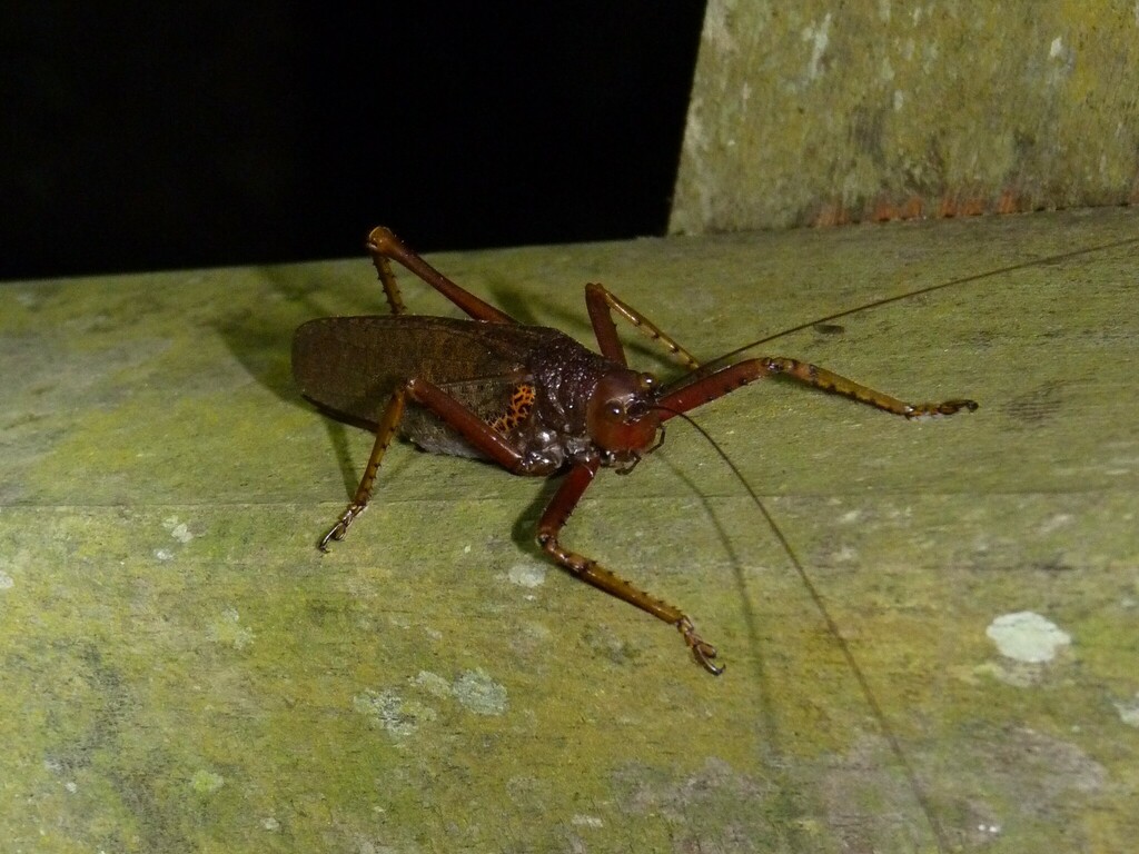 Meroncidius obscurus