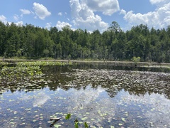 Chamaecyparis thyoides