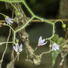 Solanum lyratum