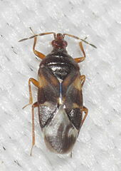 Anthocoris nemorum
