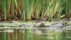 Calidris melanotos