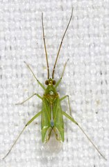 Blepharidopterus angulatus