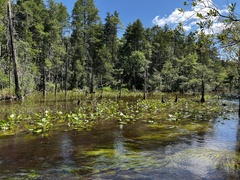 Chamaecyparis thyoides