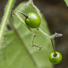 Solanum lyratum
