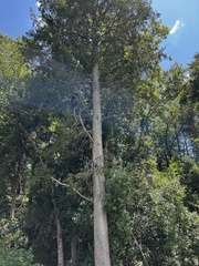 Chamaecyparis thyoides