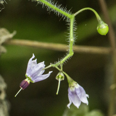 Solanum lyratum