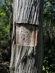 Chamaecyparis thyoides