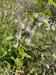 Veronica derwentiana