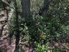 Chamaecyparis thyoides