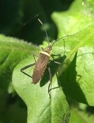 Phthiacnemia picta