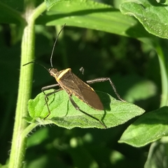 Phthiacnemia picta