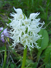 Orchis simia