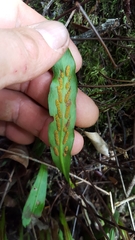 Loxogramme lanceolata
