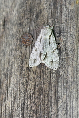 Acronicta psi