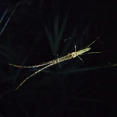 Tetragnatha viridis