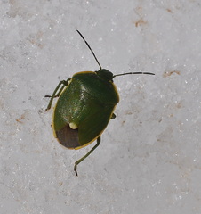 Chlorochroa juniperina