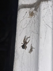 Kukulcania hibernalis