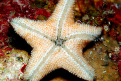 Aquilonastra cepheus