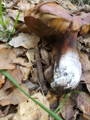 Suillellus amygdalinus