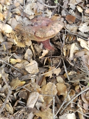 Suillellus amygdalinus