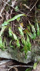 Loxogramme lanceolata