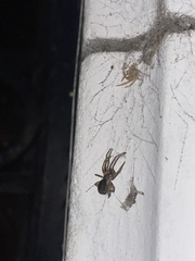 Kukulcania hibernalis