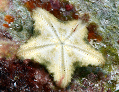 Aquilonastra cepheus
