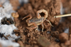 Buthus ibericus