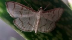 Lamprophaia