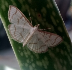 Lamprophaia