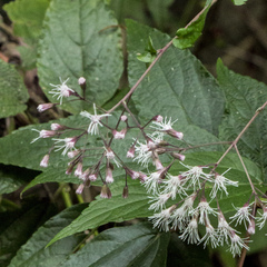 Eupatorium amabile