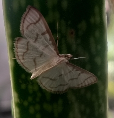 Lamprophaia