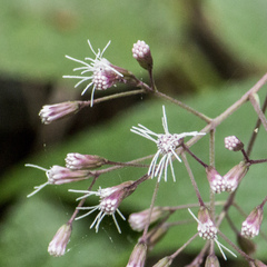 Eupatorium amabile