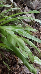 Microsorum punctatum